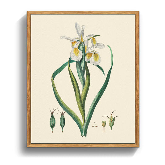 Botanical Prints Vintage Wall Art White Iris Framed Canvas Wall Art Nature Plant Rustic Farmhouse Decor Flower Pictures Wall Decor Living Room Bedroom Bathroom Kitchen Artwork 16x24 inch