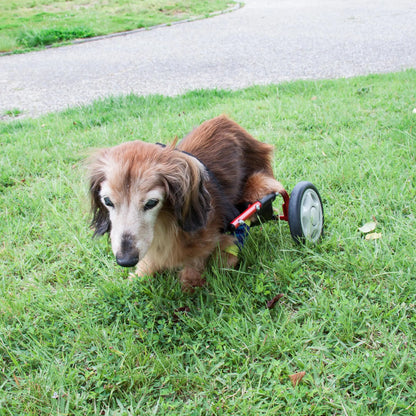 Adjustable Dog Wheelchair (for Miniature Dachshund) hind Legs Rehabilitation Light Weight Pet Supplies Dog Cart Wheels