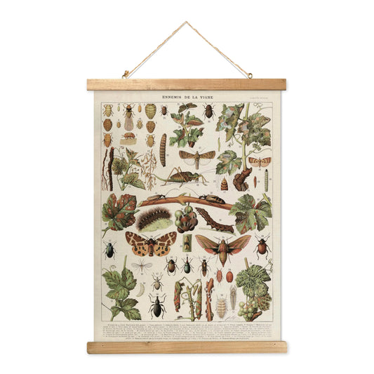MIDEFINCH Vintage Insect Wall Art Poster with Wooden Frame - Natural History Illustration Ennemis de la Vigne Canvas Print Retro Home Decor for Living Room Bedroom Office 12x16 Inch